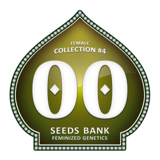 Female Collection No 4 - Féminisée - 00 Seeds Bank | ROOTS-SEEDS.FR