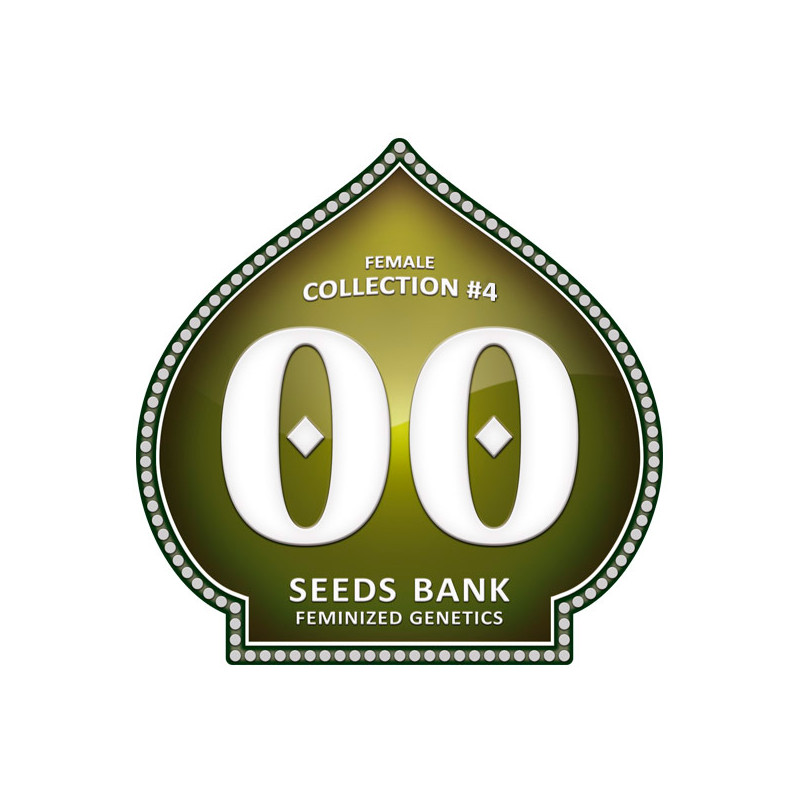 Female Collection No 4 - Féminisée - 00 Seeds Bank | ROOTS-SEEDS.FR