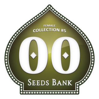 Female Collection No 5 - Féminisée - 00 Seeds Bank | ROOTS-SEEDS.FR