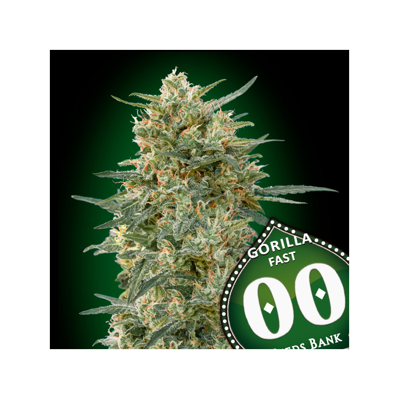 Gorilla Fast - Féminisée - 00 Seeds Bank | ROOTS-SEEDS.FR