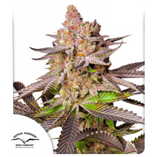 Melonade Runtz - Dutch Passion - Graines de cannabis de Collection