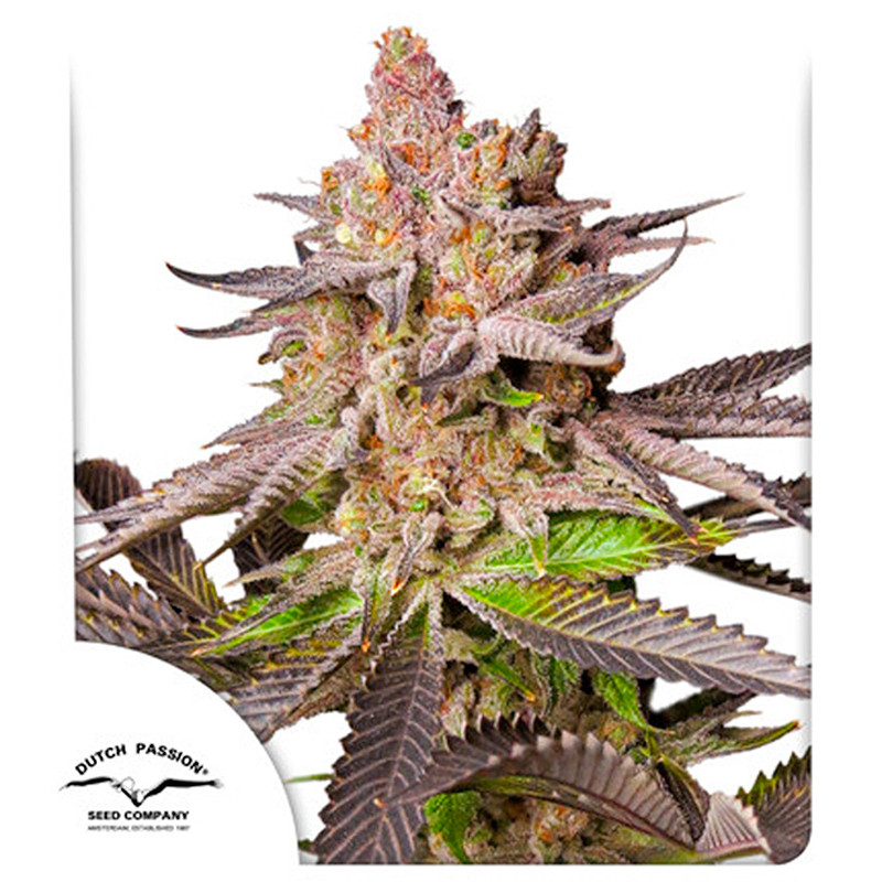 Melonade Runtz - Dutch Passion - Graines de cannabis de Collection