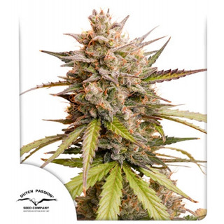 Auto Melonade Runtz - Dutch Passion - Graines de cannabis de Collection