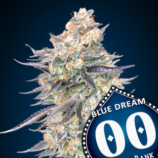 Blue Dream Féminisée - 00 Seeds Bank - Graines de cannabis de collection