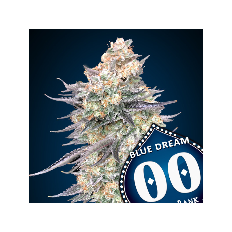 Blue Dream Féminisée - 00 Seeds Bank - Graines de cannabis de collection