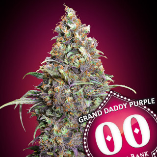 Grand Daddy Purple Féminisée - 00 Seeds Bank