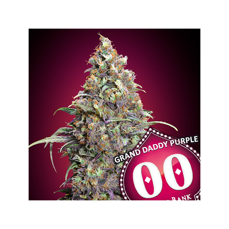 Grand Daddy Purple Féminisée - 00 Seeds Bank