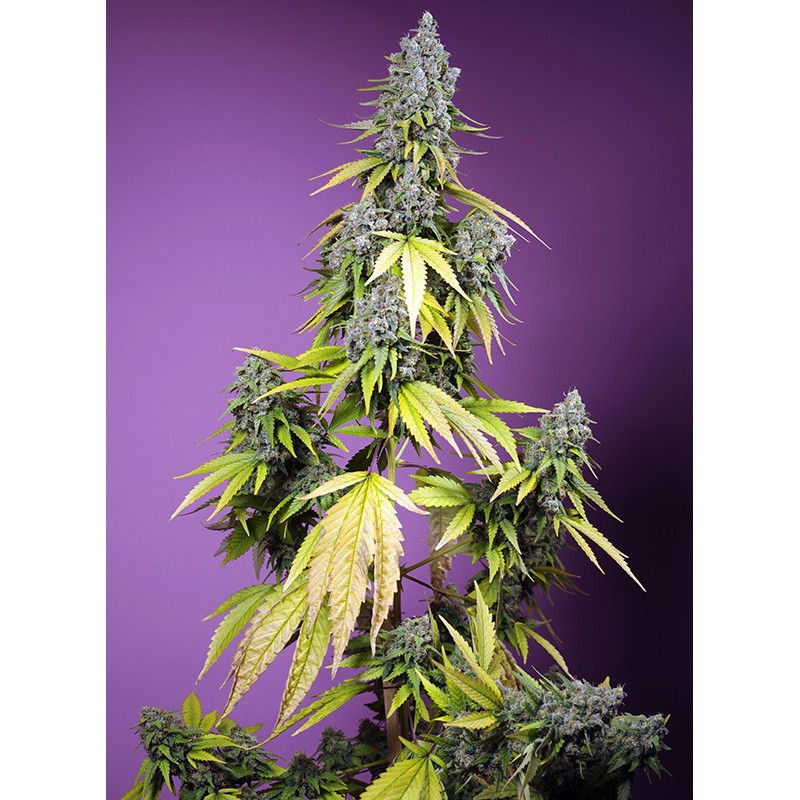 Jet Fuel Mandarine XL Auto - 1 - Sweet Seeds - Graines de Collection