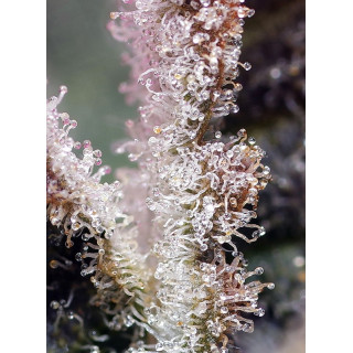 Jet Fuel Mandarine XL - Autofloraison - Sweet Seeds