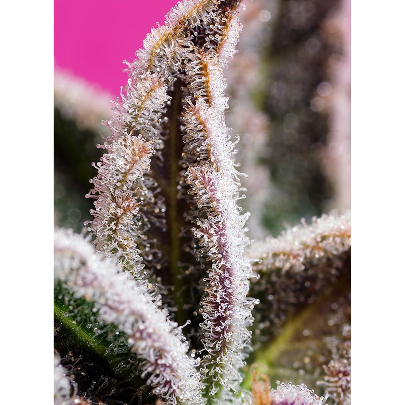 Jealousy Z XL - Autofloraison - Sweet Seeds