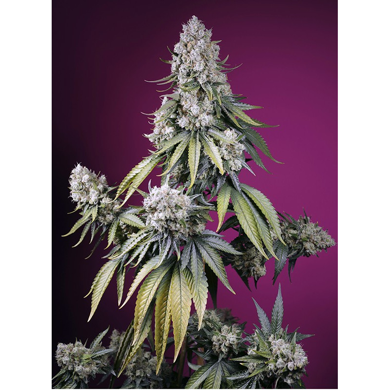 Jealousy Z XL - Autofloraison - Sweet Seeds