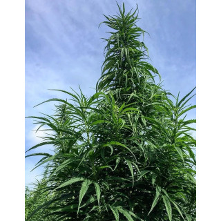 Cannabis Carmagnola CBD - Kokopelli - PLante