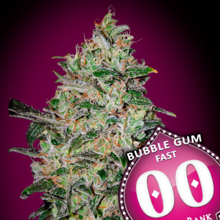 Bubble Gum Fast Féminisée - 00 Seeds Bank - Graines de cannabis de collection