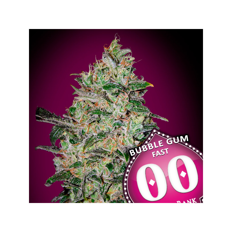 Bubble Gum Fast Féminisée - 00 Seeds Bank - Graines de cannabis de collection