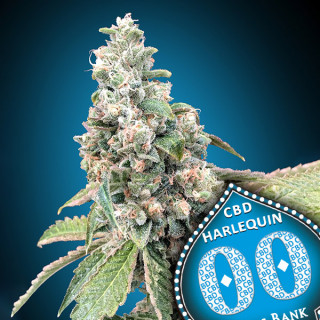 Harlequin CBD Féminisée - 00 Seeds Bank - Graines de cannabis de collection