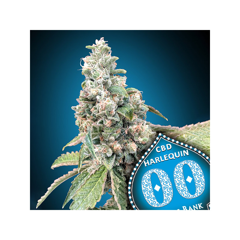 Harlequin CBD Féminisée - 00 Seeds Bank - Graines de cannabis de collection