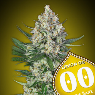 Lemon OG Féminisée - 00 Seeds Bank - Graines de cannabis de collection