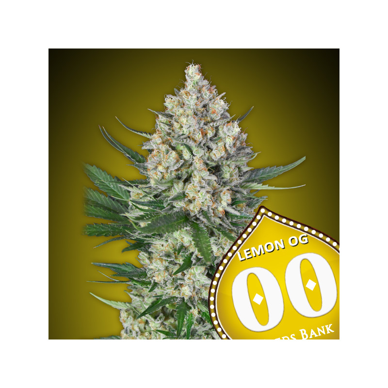 Lemon OG Féminisée - 00 Seeds Bank - Graines de cannabis de collection