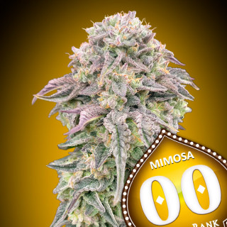 Mimosa Féminisée - 00 Seeds Bank - Graines de cannabis de collection