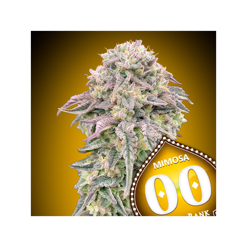 Mimosa Féminisée - 00 Seeds Bank - Graines de cannabis de collection