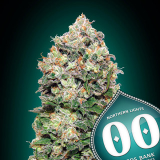 Northern lights Féminisée - 00 Seeds Bank - Graines de cannabis de collection