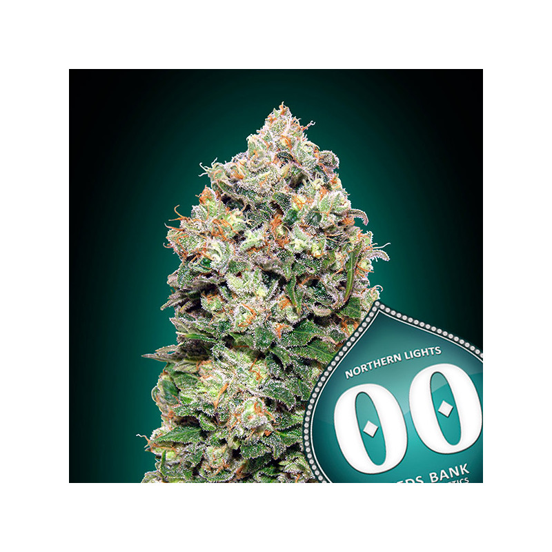 Northern lights Féminisée - 00 Seeds Bank - Graines de cannabis de collection