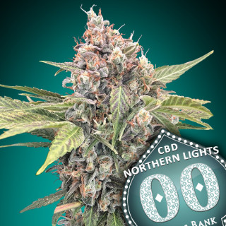 Northern lights CBD Féminisée - 00 Seeds Bank - Graines de cannabis de collection