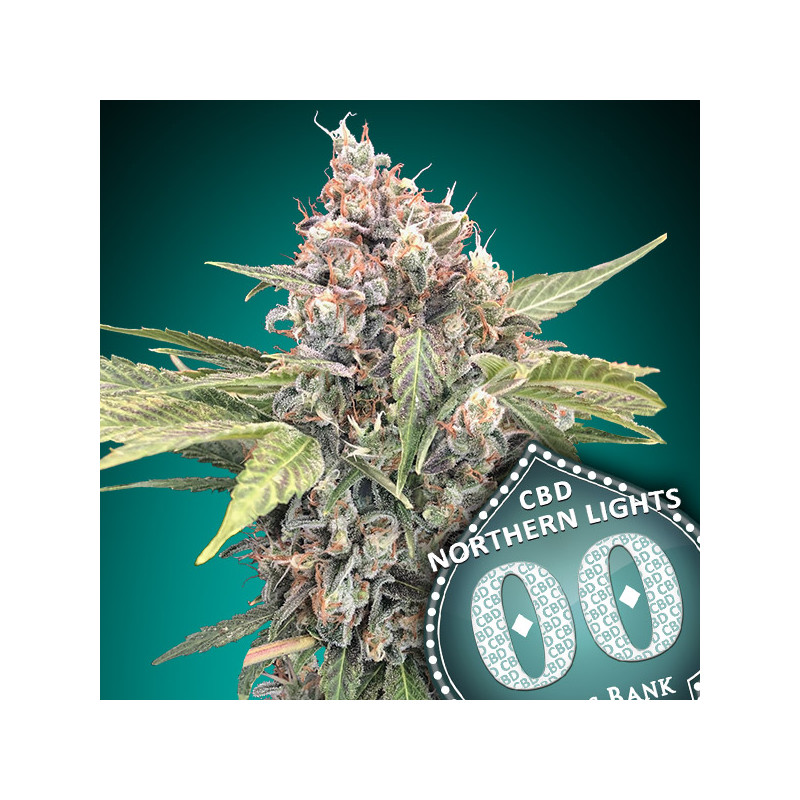 Northern lights CBD Féminisée - 00 Seeds Bank - Graines de cannabis de collection