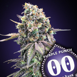 Purple Punch Féminisée - 00 Seeds Bank - Graines de cannabis de collection