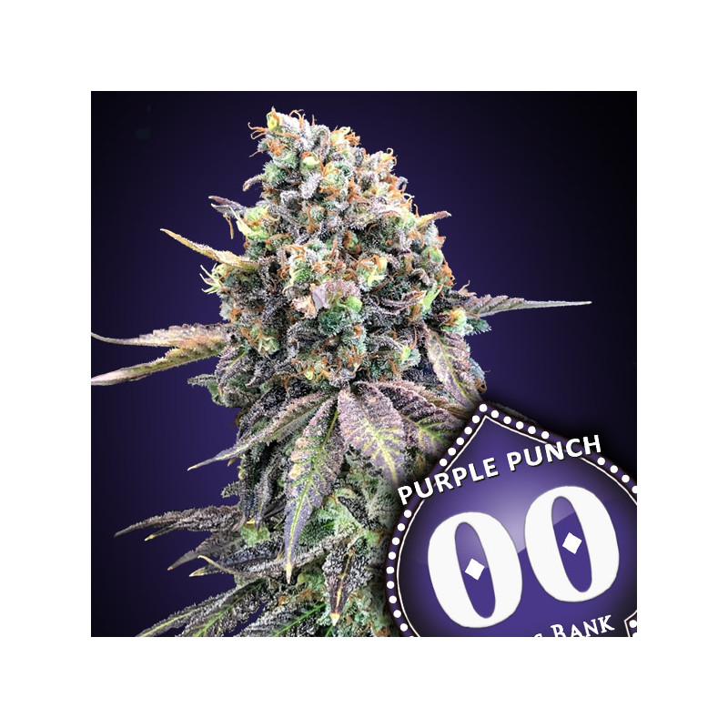 Purple Punch - Féminisée - 00 Seeds Bank | ROOTS-SEEDS.FR