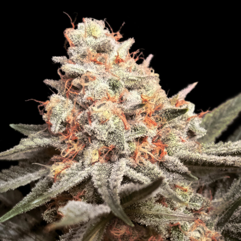 Rainbow Mints - Féminisée - 00 Seeds Bank | ROOTS-SEEDS.FR