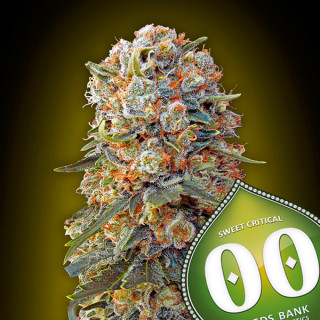 Sweet Critical 2.0 Féminisée - 00 Seeds Bank - Graines de cannabis de collection