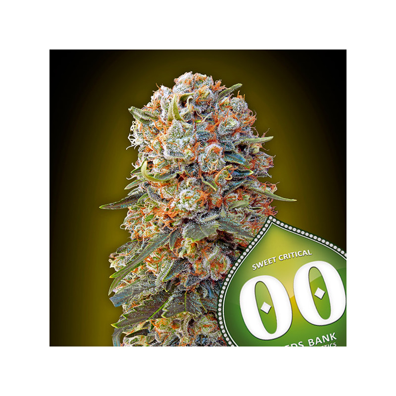 Sweet Critical 2.0 Féminisée - 00 Seeds Bank - Graines de cannabis de collection