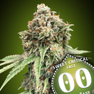 Sweet Critical Fast - Féminisée - 00 Seeds Bank | ROOTS-SEEDS.FR