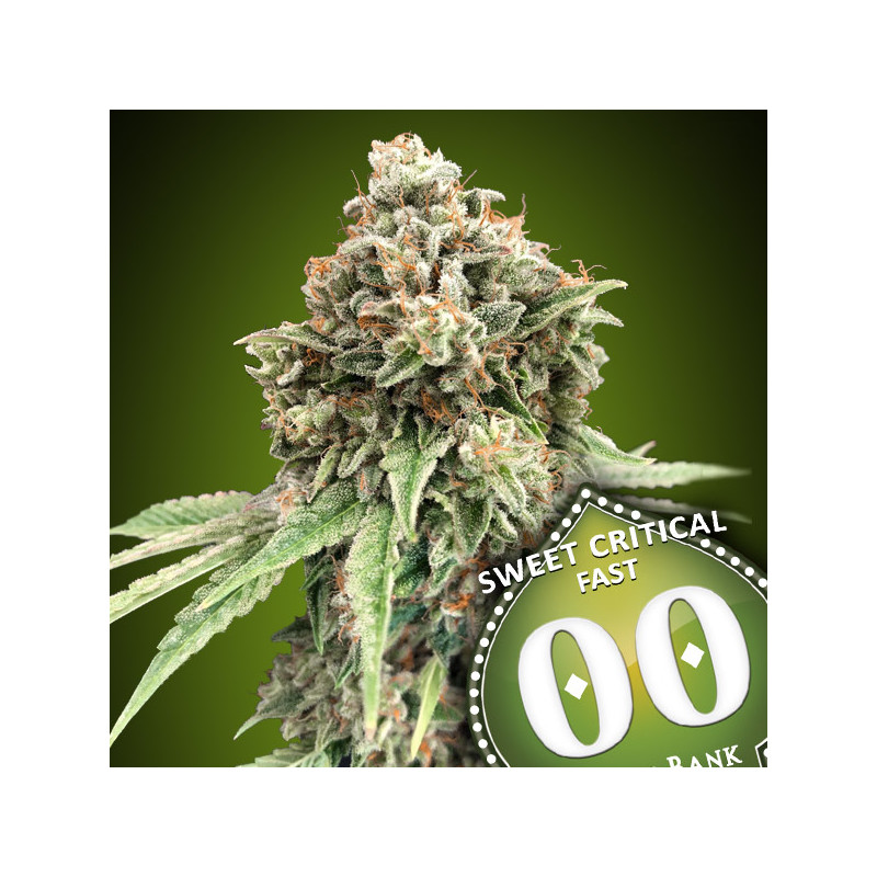 Sweet Critical Fast - Féminisée - 00 Seeds Bank | ROOTS-SEEDS.FR