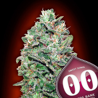 Sweet Somango - Féminisée - 00 Seeds Bank | ROOTS-SEEDS .FR
