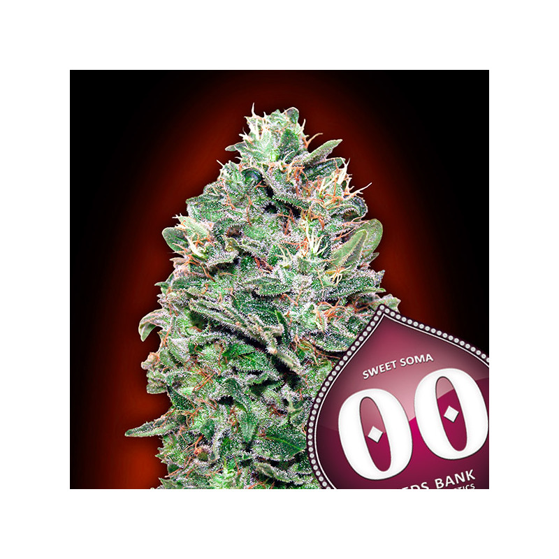 Sweet Somango - Féminisée - 00 Seeds Bank | ROOTS-SEEDS .FR