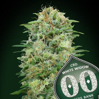 White widow CBD Féminisée - 00 Seeds Bank - Graines de cannabis de collection