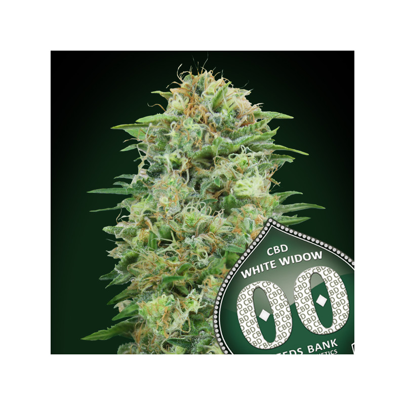 White widow CBD Féminisée - 00 Seeds Bank - Graines de cannabis de collection