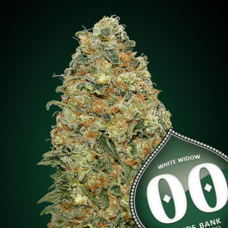 White widow Féminisée - 00 Seeds Bank - Graines de cannabis de collection