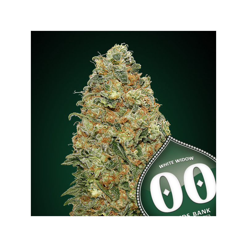 White widow Féminisée - 00 Seeds Bank - Graines de cannabis de collection