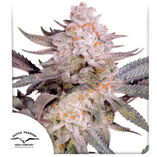 Orange Bud 2.0 - Féminisée - Dutch Passion | ROOTS-SEEDS.FR