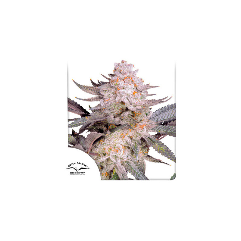Orange Bud 2.0 - Féminisée - Dutch Passion | ROOTS-SEEDS.FR