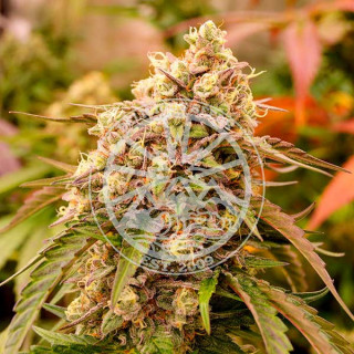Sunday Punch - Delicious Seeds - Graines de cannabis de collection