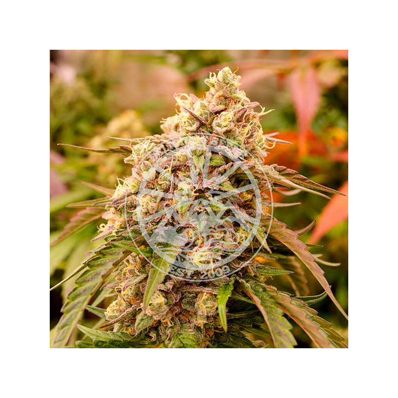 Sunday Punch - Delicious Seeds - Graines de cannabis de collection