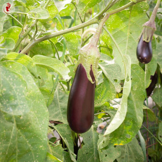 Aubergine de Barbentane