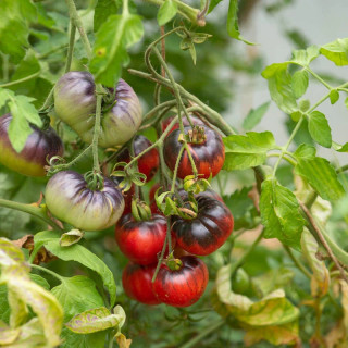 Tomate Indigo Mi-Saison "Blue Beauty"