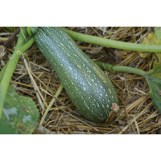 Courgette Petite Grise d’Alger