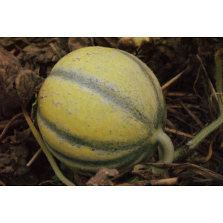 Melon Rouge de Cavaillon - Kokopelli