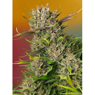 Papaya Zoap - Autofloraison - Sweet Seeds